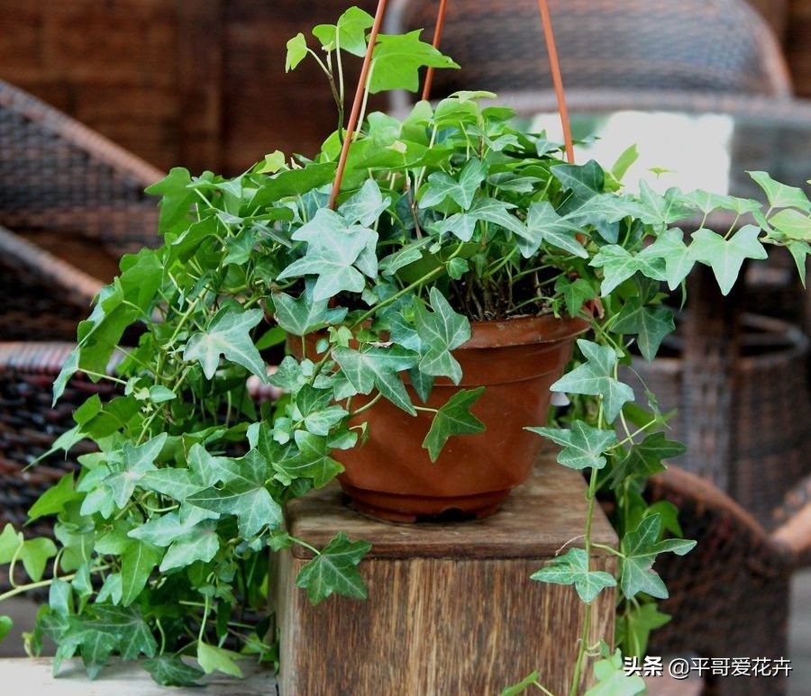 吸甲醛最好的10种花,什么花吸甲醛最好最快好养