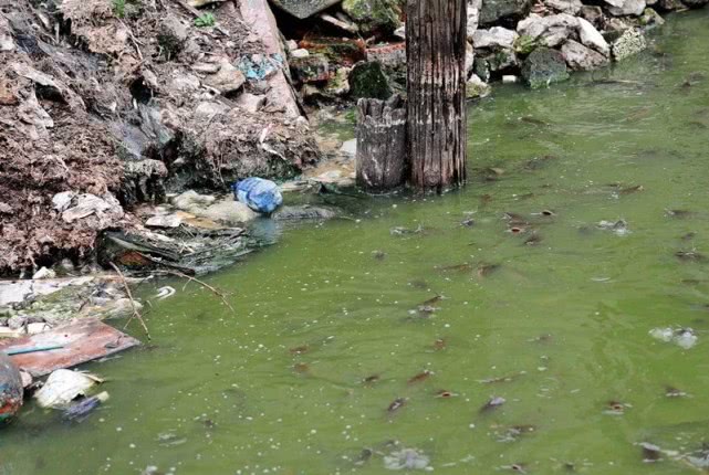 在南方地区埃及塘鲺的养殖方式令人不适,这样的鱼能吃吗?