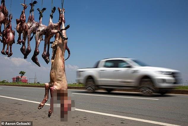 柬埔寨狗,柬埔寨狗场