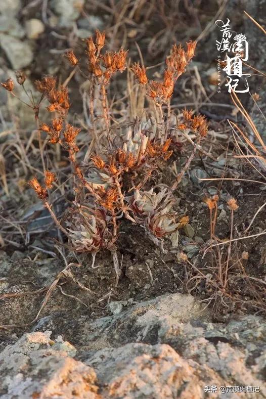 美国加州海岸仙女杯,美国仙女杯