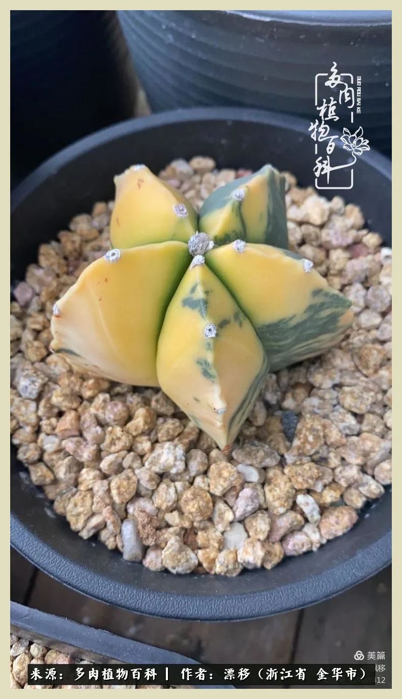 仙人球开花的惊艳瞬间,仙人球开花惊艳了6月