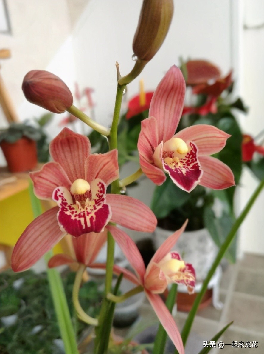 家里养兰怎么不开花,建兰秋天的养护方法