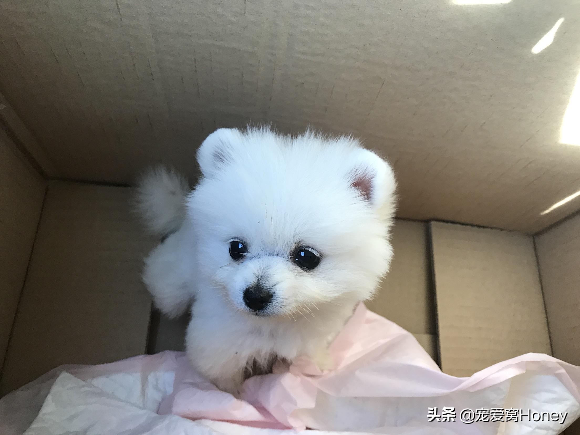 博美狗狗生病特效药,博美狗狗得了细小该怎么治