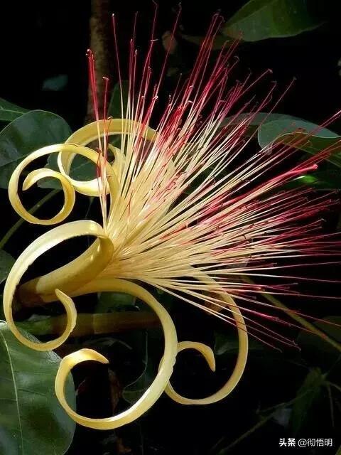 十种稀有长寿花,80个长寿花品种全都美极了