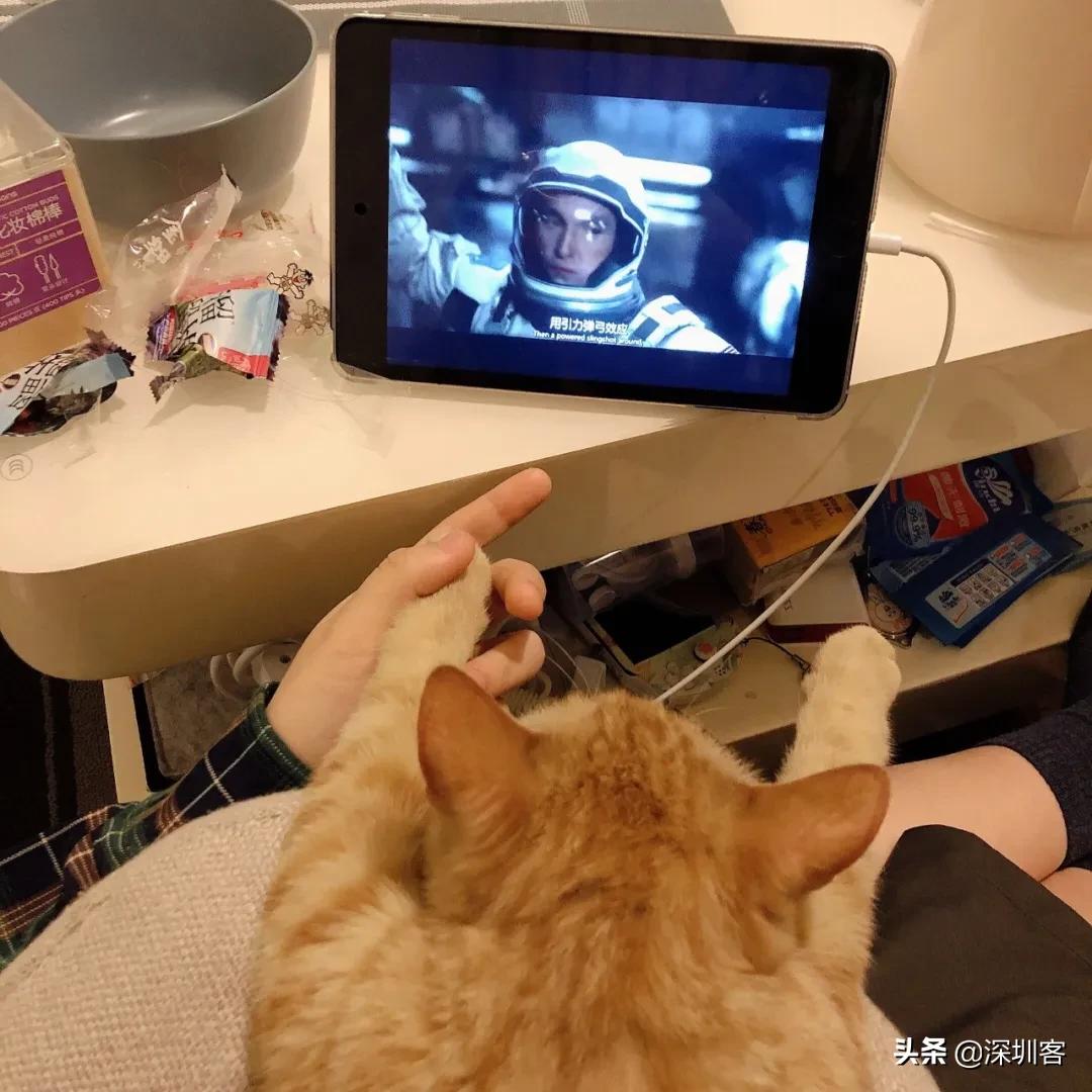 何以解忧唯有撸猫小说免费,金渐层何以解忧唯有撸猫