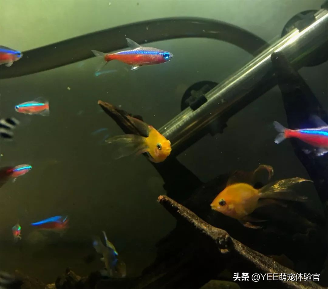 硝化细菌无处不在吗,有没有真正有用的硝化细菌