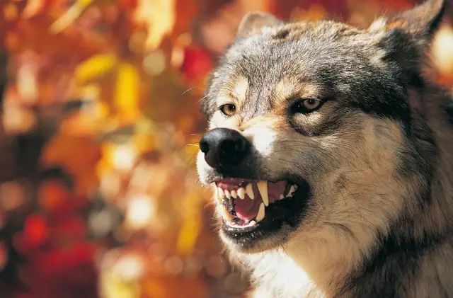 狗狗绝育后真的会变得乖吗,九岁的狗狗还有绝育必要么