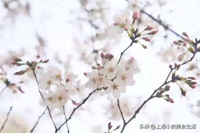 顾村公园一年一度赏樱,顾村公园赏樱点