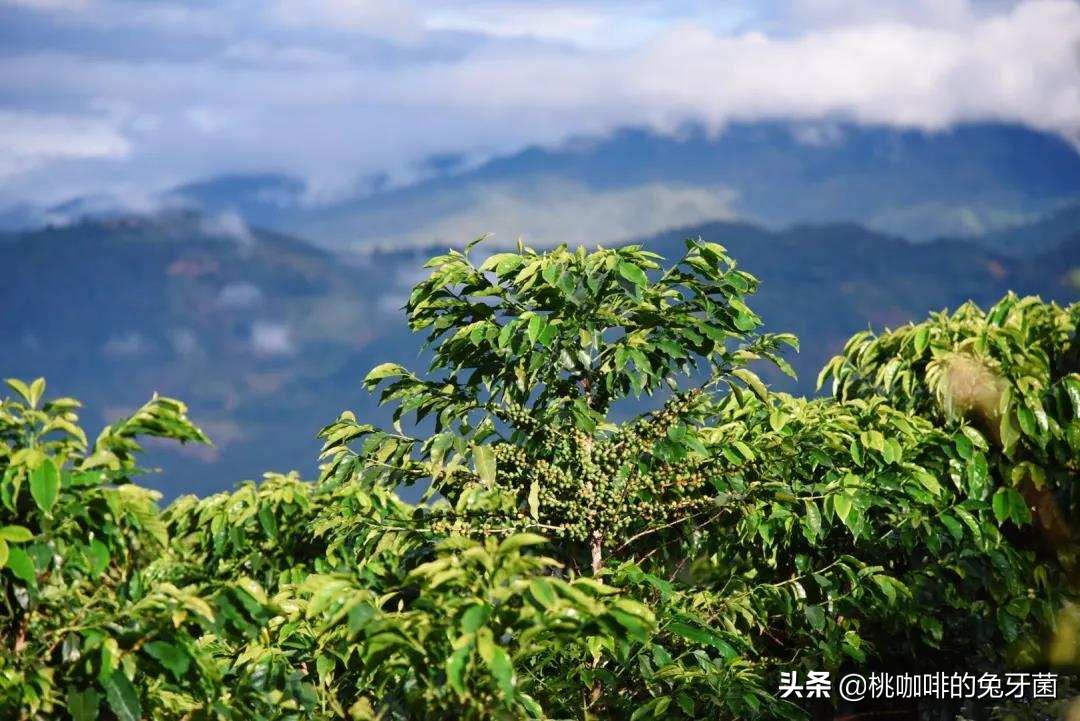 云南咖啡有远山森林的味道吗,云南咖啡产地探访记