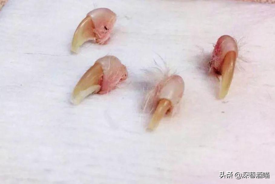 鍘荤埅鎵嬫湳瀵圭尗鏈夊澶х殑浼ゅ,妫夌澶ф硶鍚庡彲浠ョ粷鑲插悧