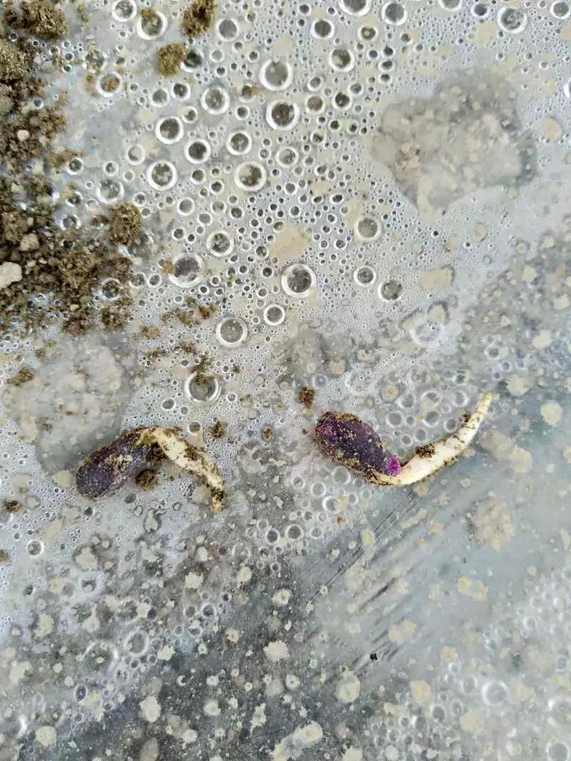 水稻播种遇连阴雨如何处理,播种后遇到连续阴雨天气