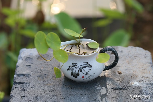 详解碗莲种植养护的方法完全篇,碗莲的种植从入门到放弃