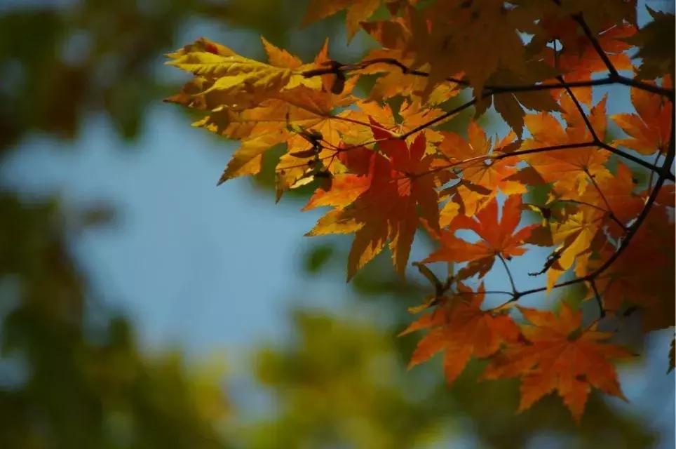 秋天来本溪赏枫叶,醉美枫叶季