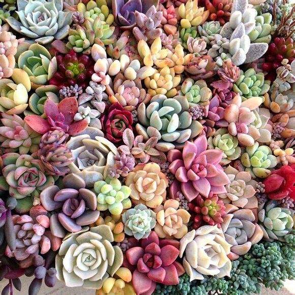 鑺辨埧濮戝澶氳倝閰嶅湡,鑺辨埧濮戝鐜夐湶澶氳倝