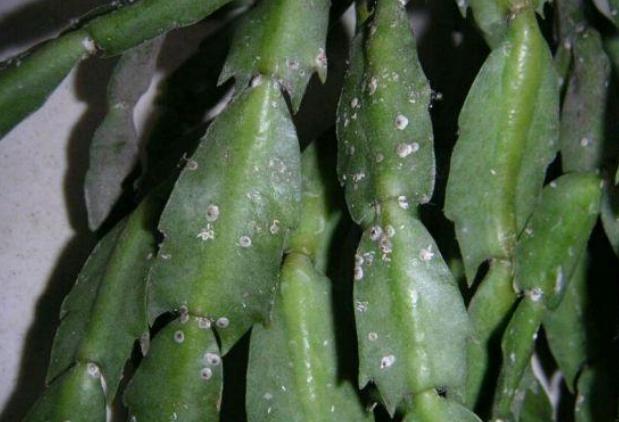 家里常用杀蚧壳虫的方法,如何去除花上的蚧壳虫