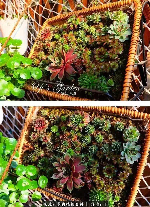 多肉还可以这样玩(上):八年养肉路剪影!