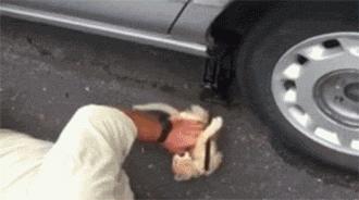 自从有了橘猫,我终于体会到什么叫“十橘九渣”!