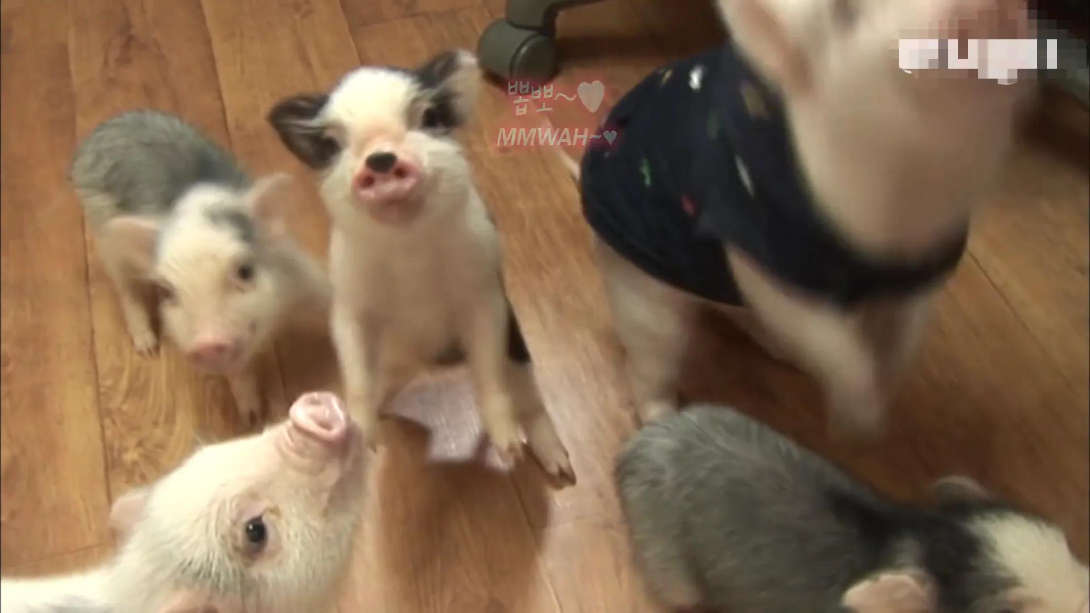 小猪的智商高达多少 (韩国最聪明的小猪)