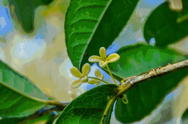 广西是一个环境优美的地方,广西是一个非常有意思的地方