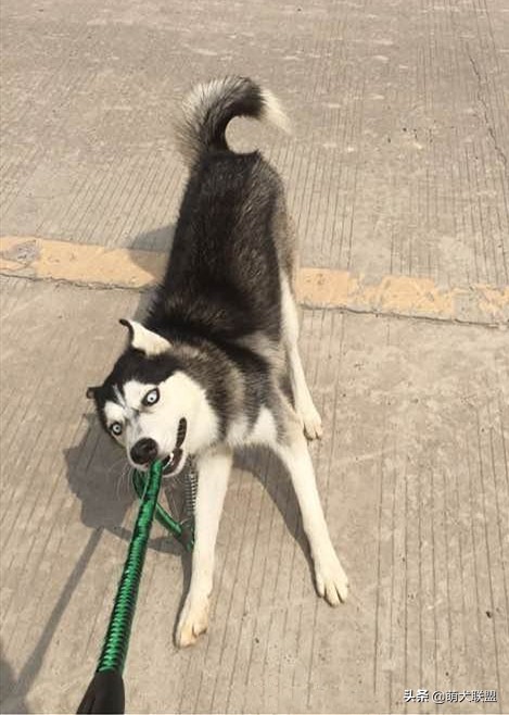 遛完狗狗不回家,狗狗遛完不肯回家怎么办