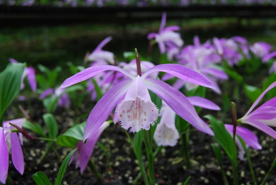 一叶兰根部图片欣赏图,一叶兰种类图片欣赏图