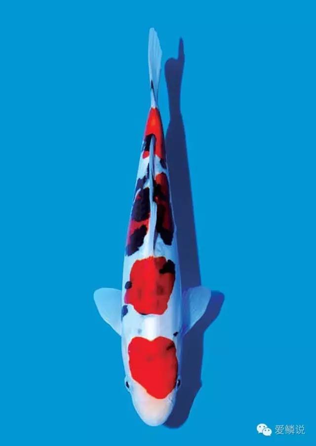 锦鲤碰了受伤了怎么治疗,锦鲤外伤要不要下盐