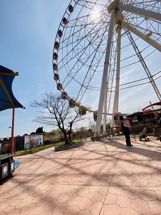 春天必打卡的樱花胜地顾村公园,顾村公园樱花照片视频