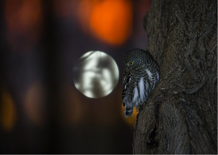佳能eos鸟眼对焦,佳能拍飞鸟对焦最佳方法