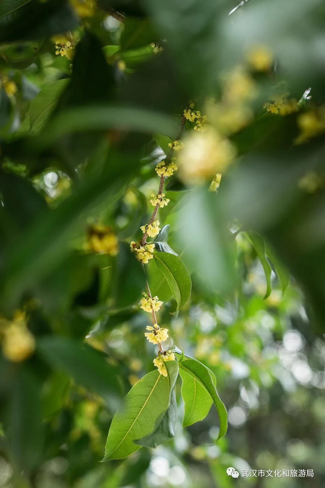 武汉的桂花，香了「美文|科普|导游」