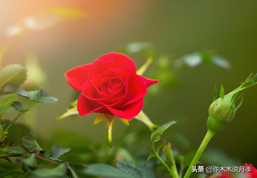 月季长得太高能用矮壮素吗,月季长得一边高一边矮怎么办