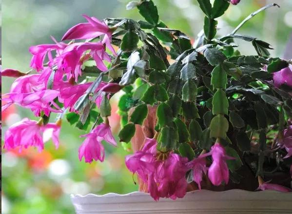 蟹爪兰叶子蔫了缺水怎么补救,蟹爪兰叶片干瘪发软怎么补救