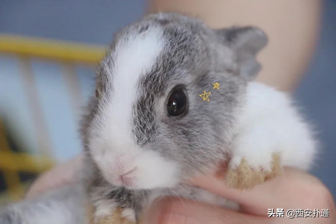 西安撸兔店,西安撸兔体验馆团购