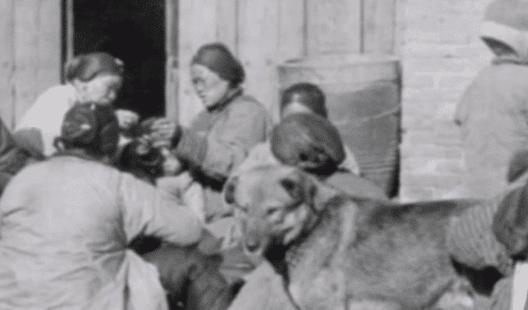 正宗土狗的外貌,中国稀有四大土狗图片大全