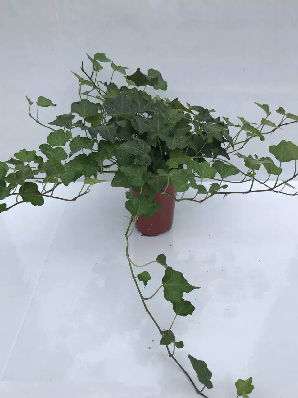 花盆里的小飞虫用什么办法能解决,花盆里有小飞虫怎么办快速解决