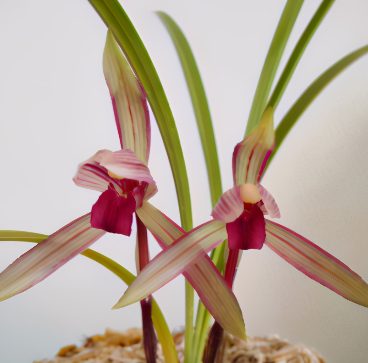 滇红素兰花是春兰还是寒兰,春兰腾越红素滇红哪个更优秀