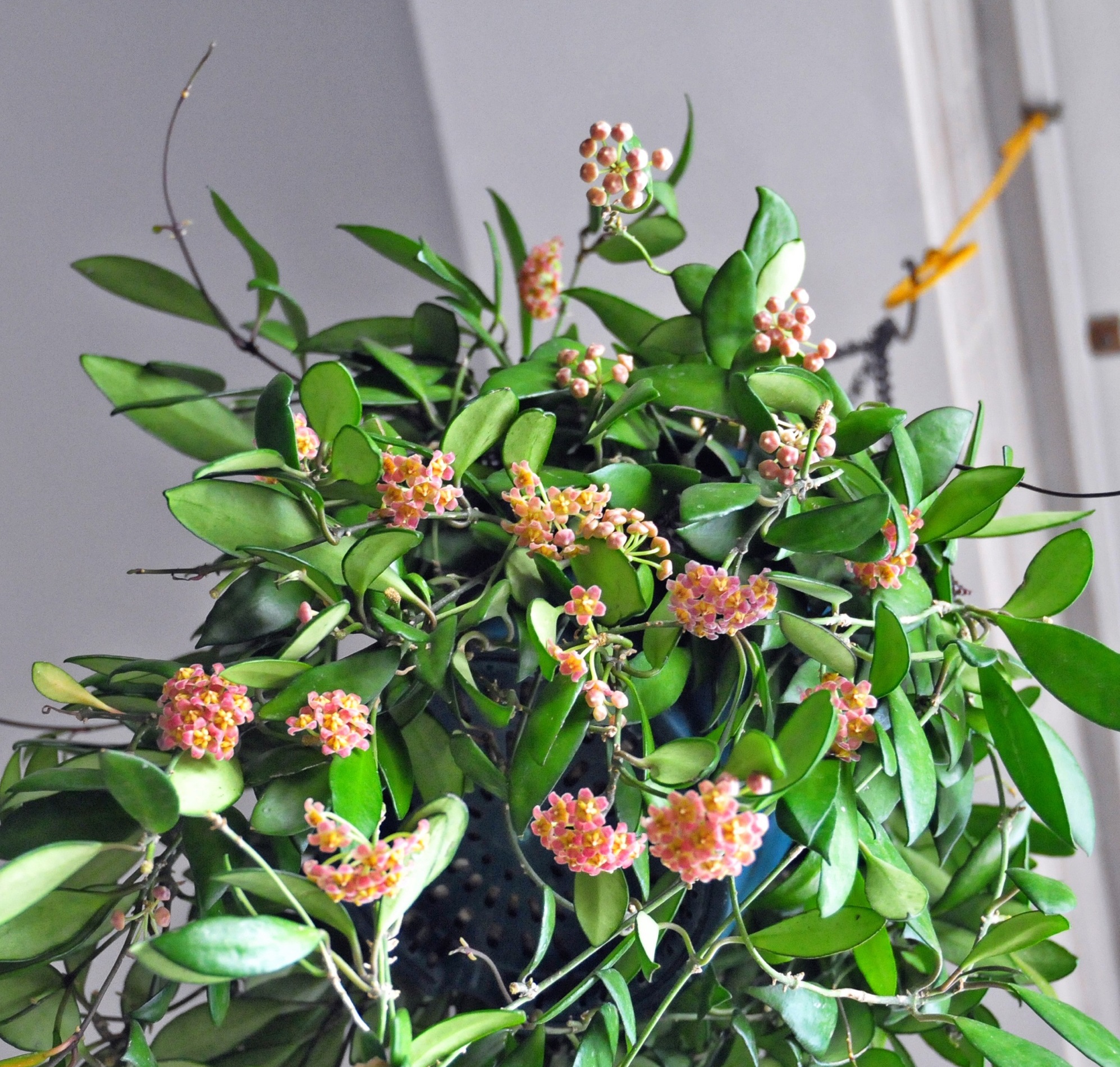 封闭阳台可以养绣球花吗,戴维德球兰养护