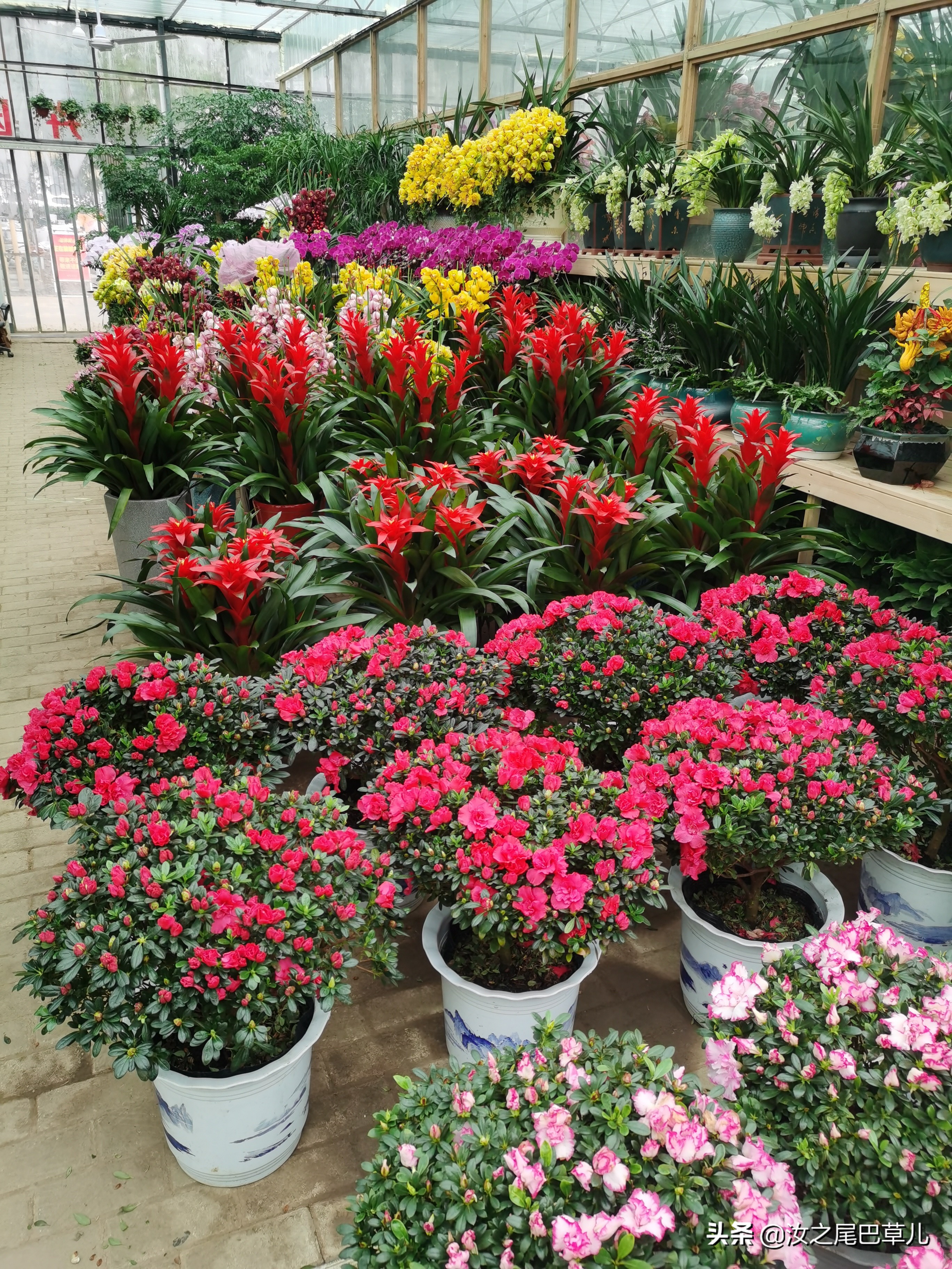 江苏常见年宵花哪里买,上哪里买年宵花最便宜