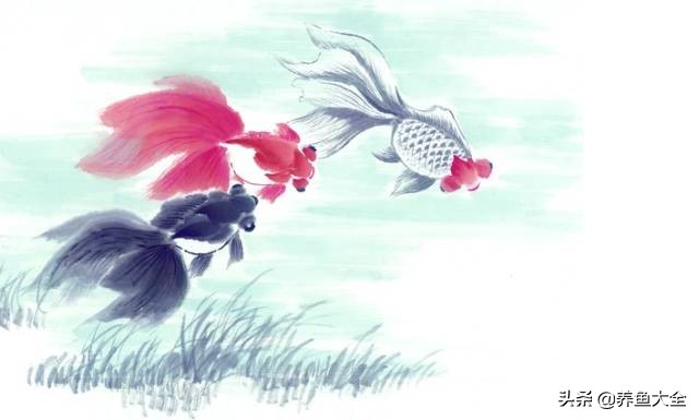 天气热观赏鱼怎么养,高温天气观赏鱼运输保活方法