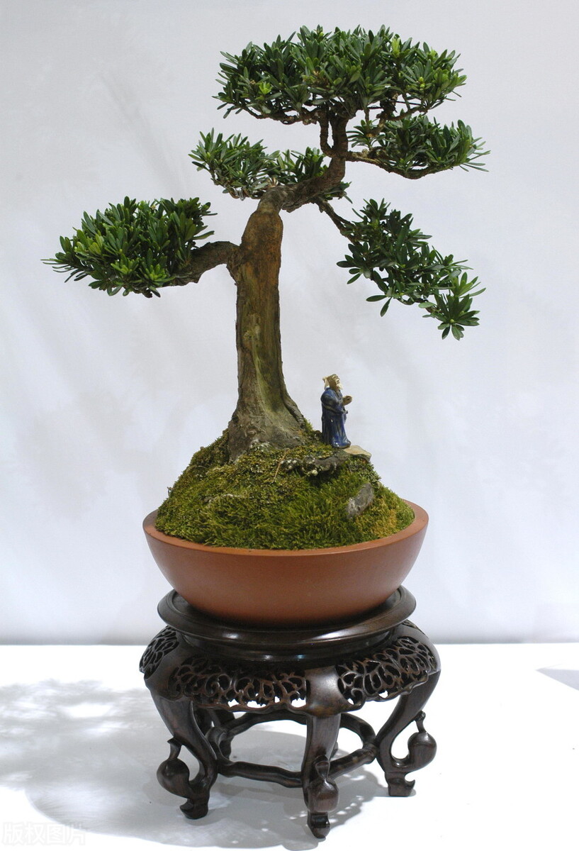 院子里有一片空地适合种什么,院子里有块空地种什么菜