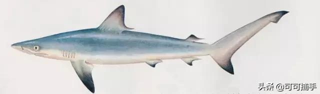 你不知道的海洋里面有什么,十种你没见过的海洋生物