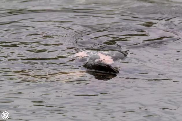 斑鳖这种动物已经灭绝了吗,中国唯一一只斑鳖死亡