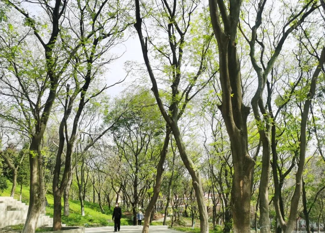 栖霞“新都市”|美了!