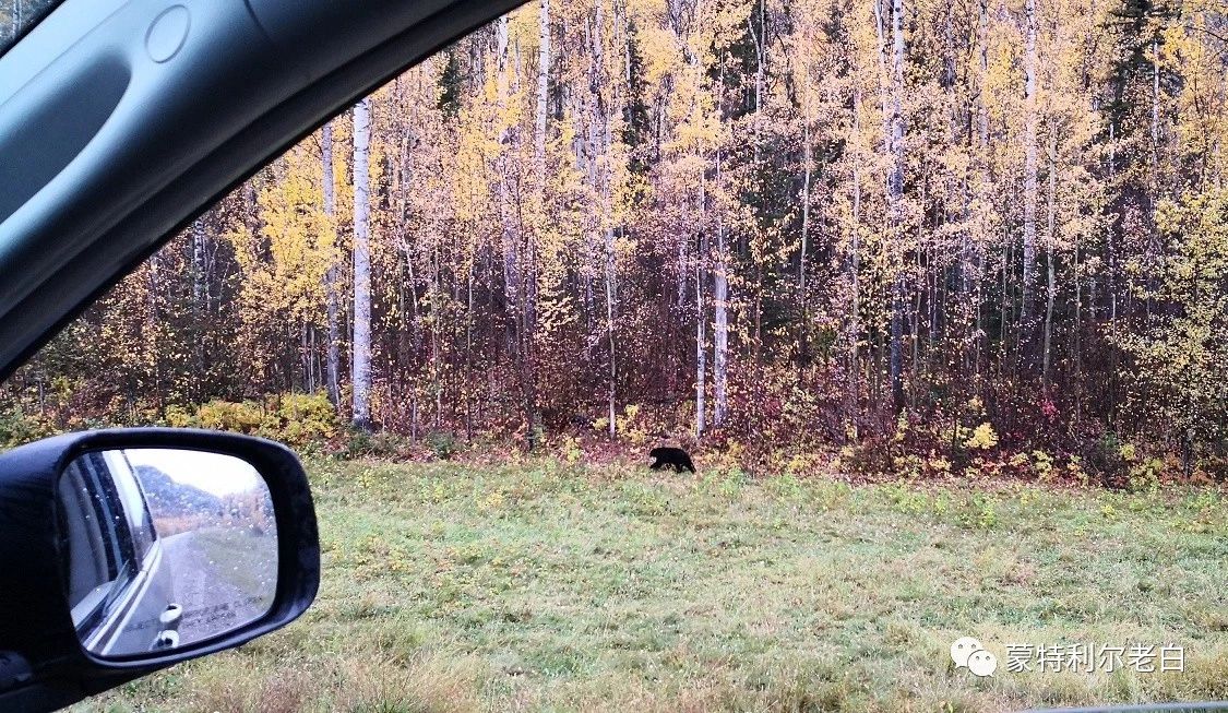 跟着老白行走加拿大，育空Watson Lake、BC省Northern Rockies
