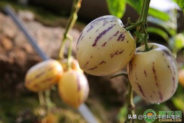 人参果病虫防范,人参果有什么病虫害吗