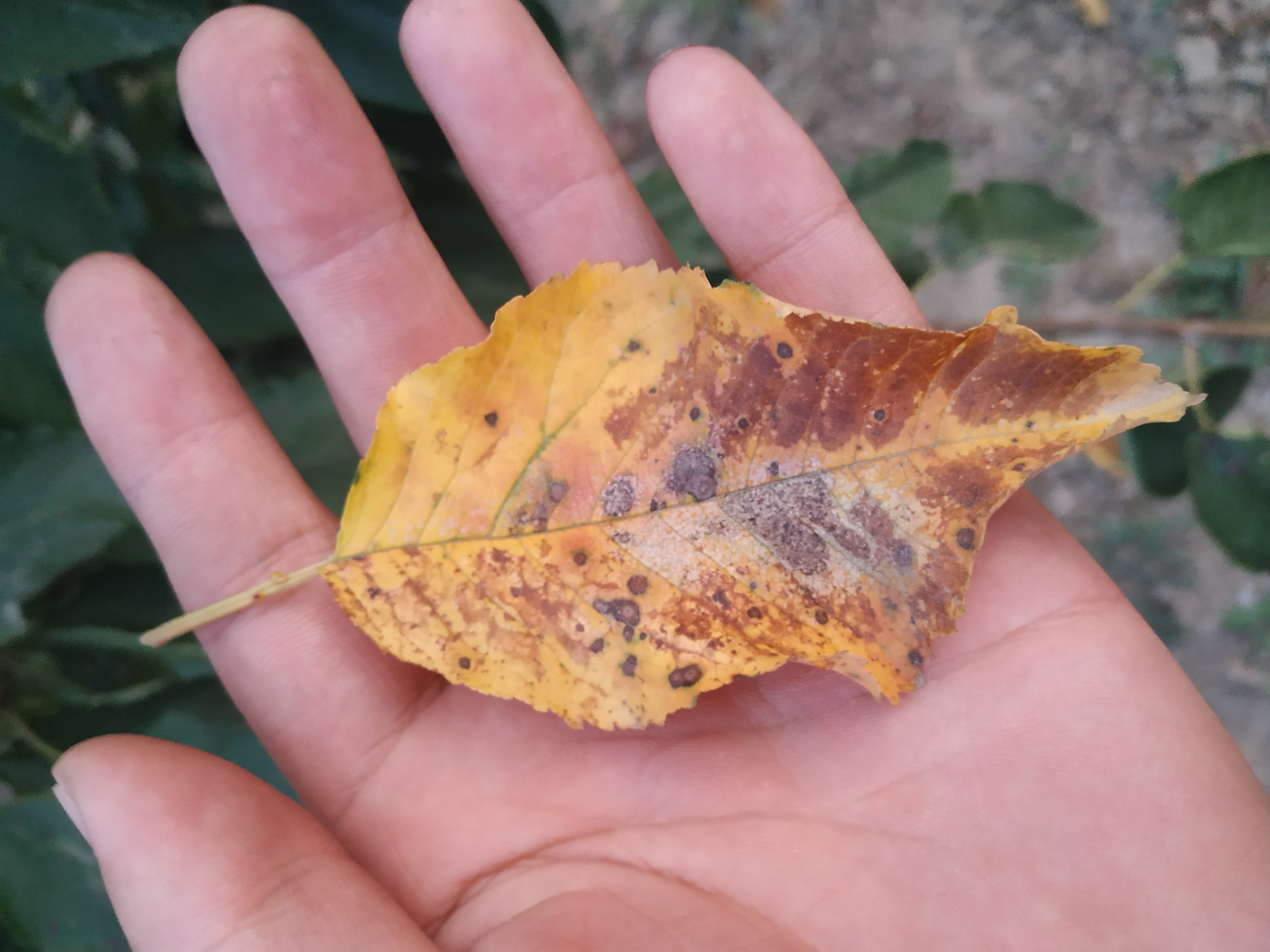 樱桃树几月落叶正常,樱桃树几月份落叶正常