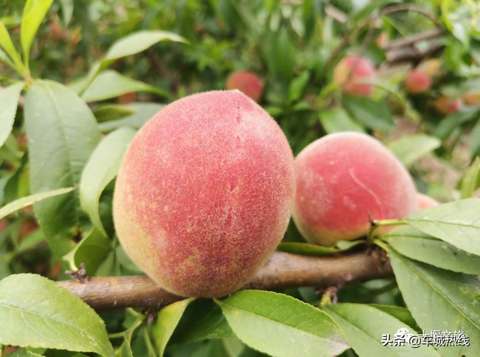 桃子采摘园十堰,十堰摘桃好去处