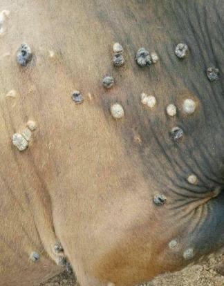 养牛人的驱虫方法是什么,养牛身上有蜱虫怎么样处理