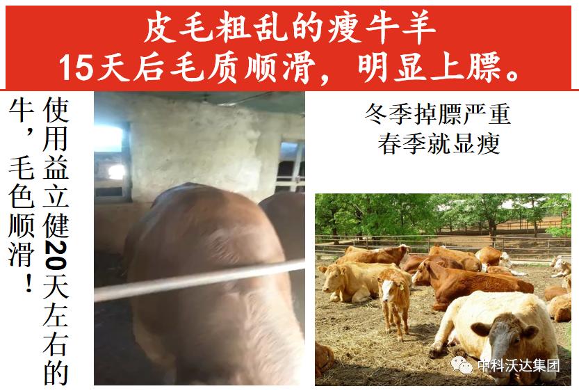 益力健枯草芽孢杆菌,益力健牛羊专用中成药