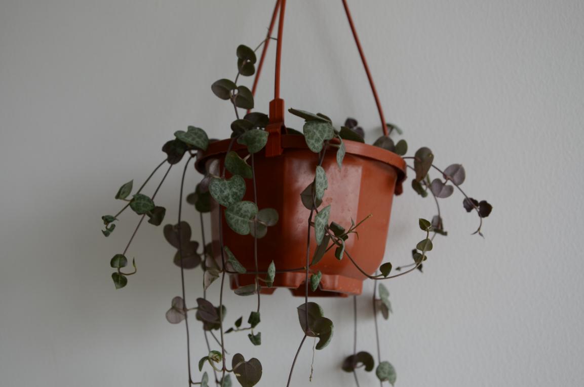 室内耐阴多肉植物推荐,多肉植物耐阴吗