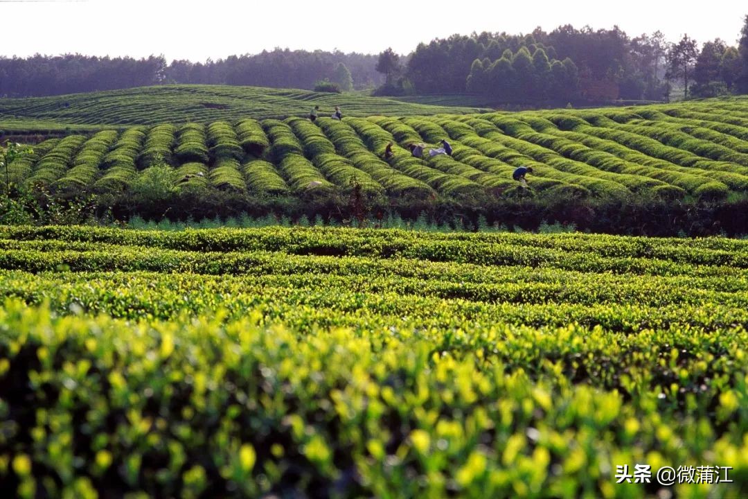 探访深山竹林倍感神清气爽,蒲江遥望雪山感受诗意栖居
